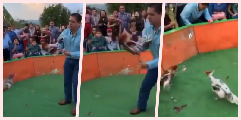 Pese a estar prohibido, hijo de síndica de Veracruz ofrece pelea de gallos por su cumpleños