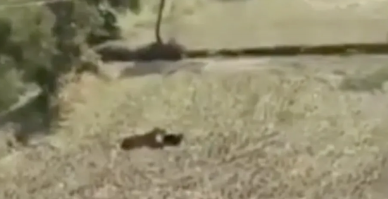 Finge estar muerto para salvarse del ataque de un tigre (VIDEO)