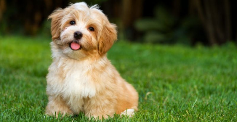 PETA exige a dueños dejar de decirles “mascota” a los perros porque se ofenden