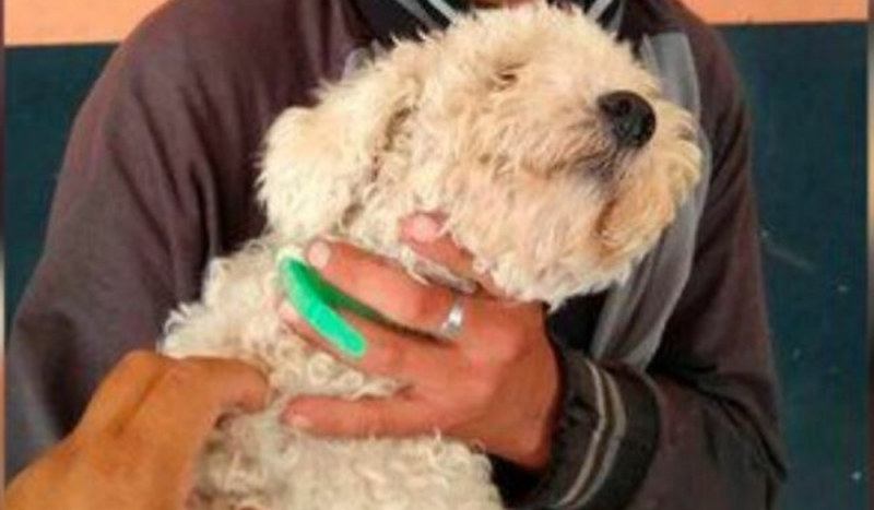Policía detiene a joven que se robó un perrito para dárselo a su novia el 14 de Febrero