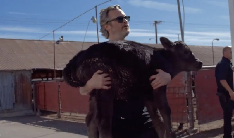 Joaquin Phoenix se conmueve por una vaca y su ternero y los salva del matadero