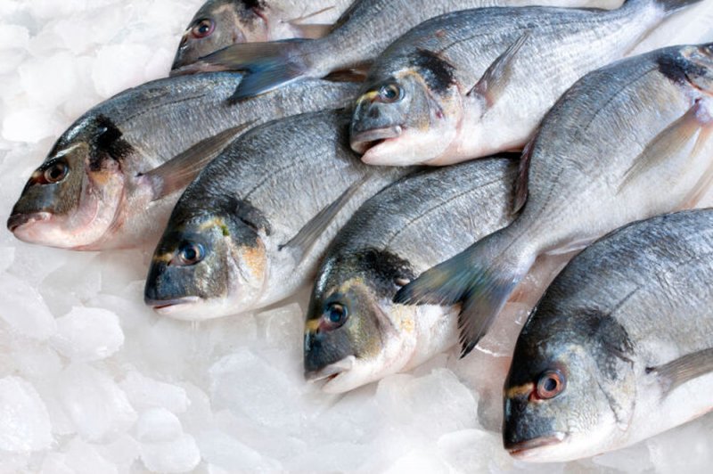 El hielo aumentará 30% el valor del pescado y camarón esta cuaresma 