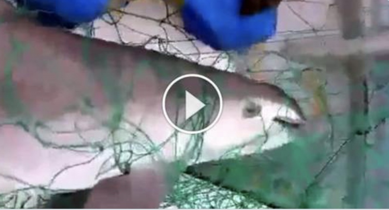 Pescadores graban la muerte de una de las últimas Vaquitas Marinas en el mundo 