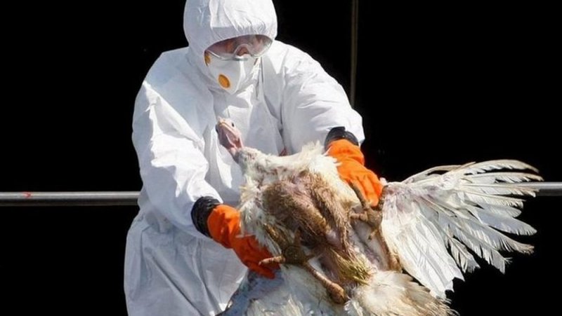 Surge en Filipinas peligrosa gripe aviar H5N6