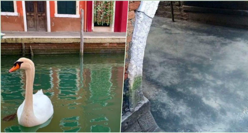 Peces, Gansos y hasta Delfines aparecen en los Canales de Venecia limpios, gracias al Coronavirus
