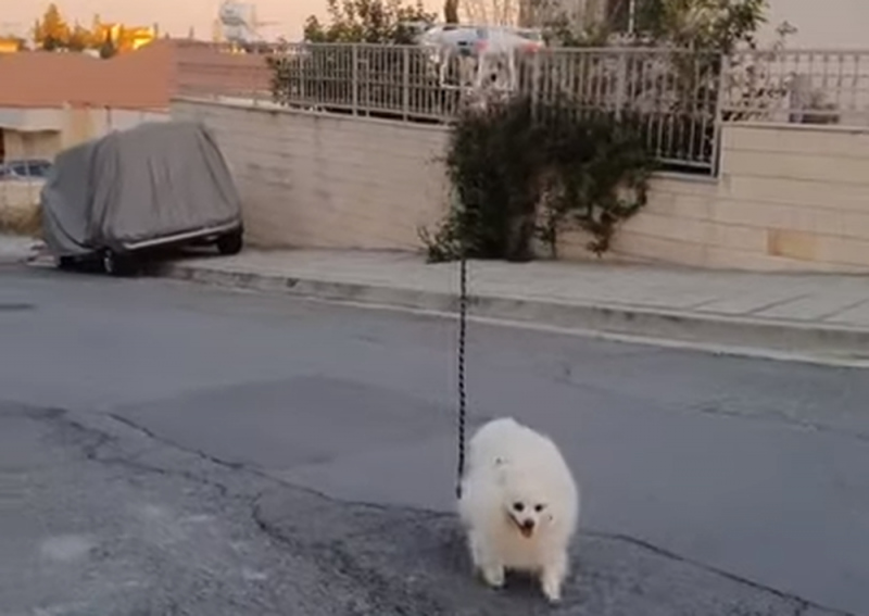 Para no contagiarse, dueño saca de paseo a perrito con su Dron (video)