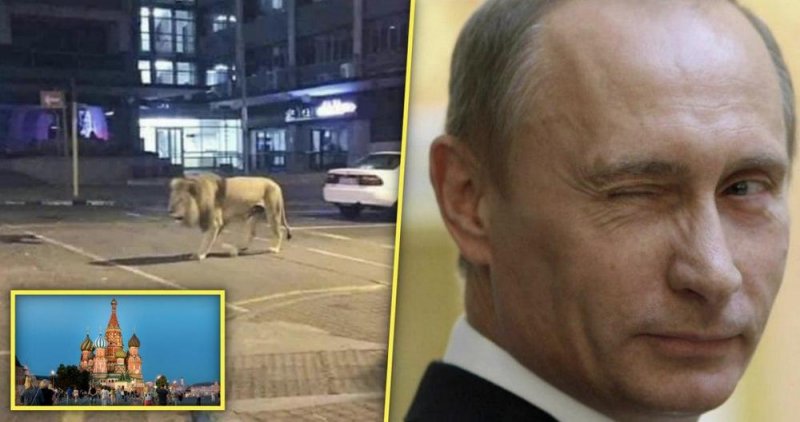  ¿Es cierto que Rusia soltó leones y tigres a las calles para vigilar cuarentena por COVID-19?