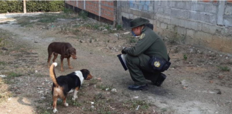 Perritos de la calle son alimentados por policías durante cuarentena
