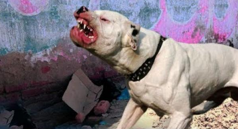 Perro mata y le devora el rostro a mujer dentro de su departamento en la Alcaldía Cuauhtémoc