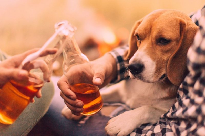 Darán 3 meses de cerveza GRATIS a quien adopte perros durante cuarentena
