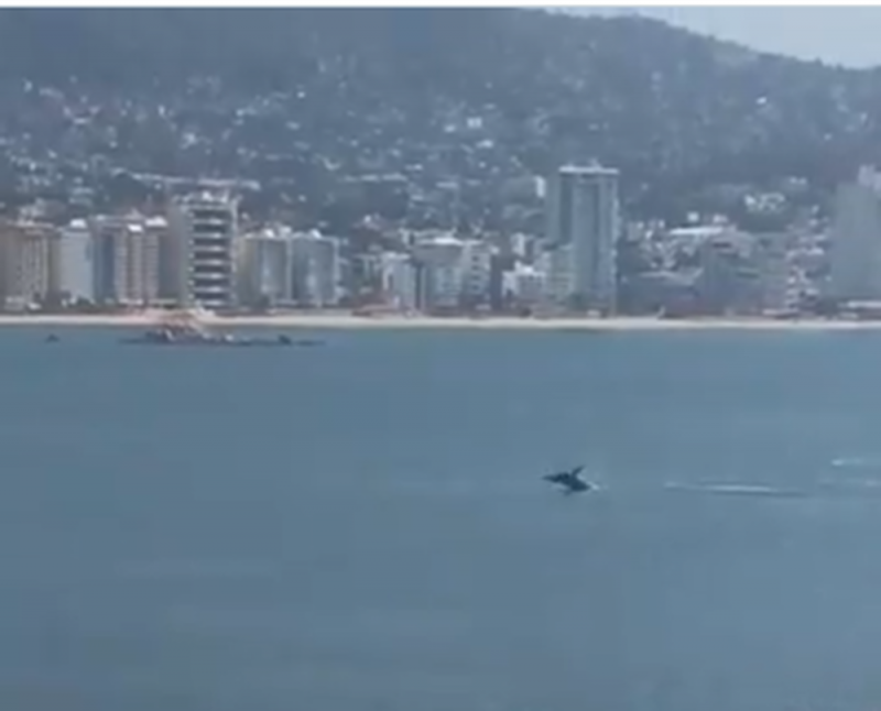 Tras ausencia de humanos por cuarentena, captan a ballena paseando en playas de Acapulco