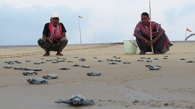 Tras ausencia de personas por COVID-19, miles de tortugas regresan a anidar a la playas