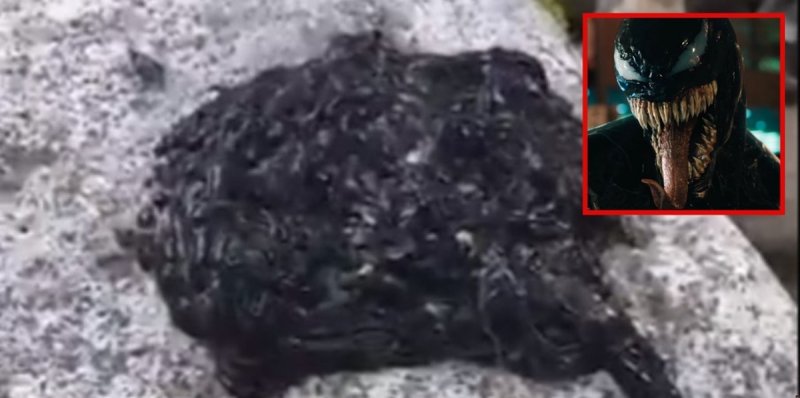 Usuarios descubren extraña criatura muy parecida a “Venom” (VIDEO)