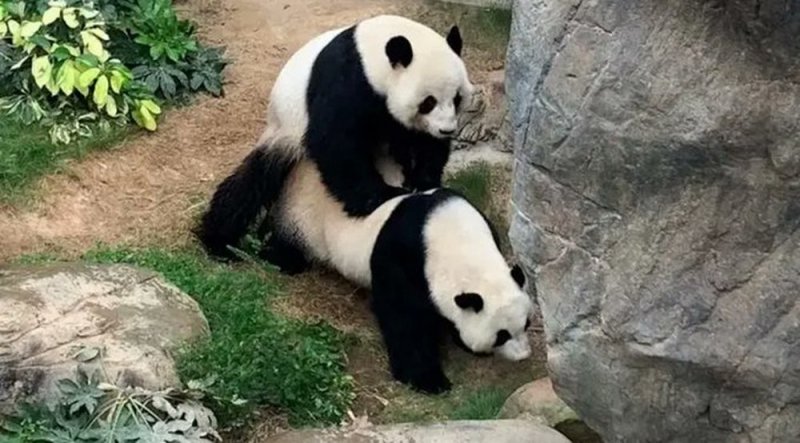 Ante la ausencia de gente por cuarentena, Pandas logran aparearse después de 10 años