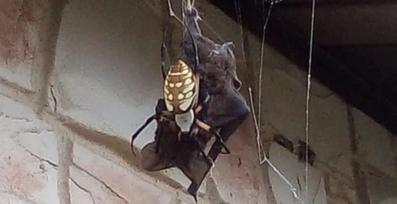 #VIDEO ¡Aterrador! Araña gigante atrapa a murciélago para devorarlo