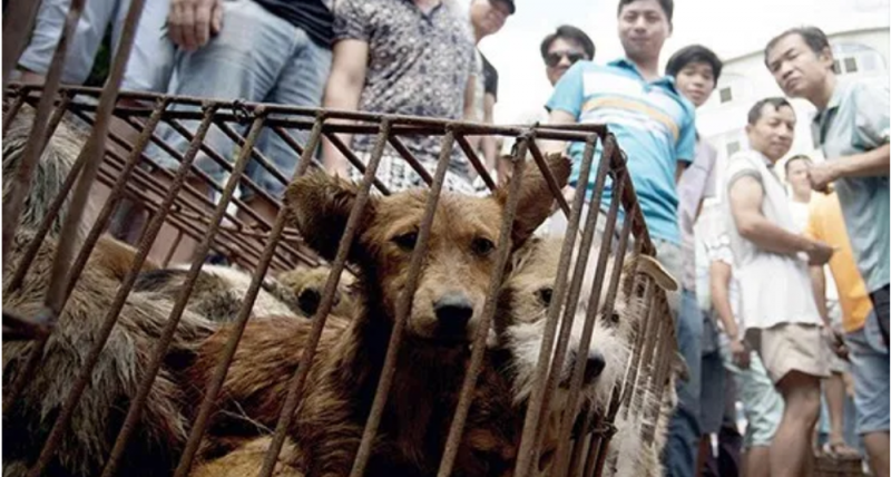¡Buenas noticias! China excluye a los perros de lista de animales para consumo humano