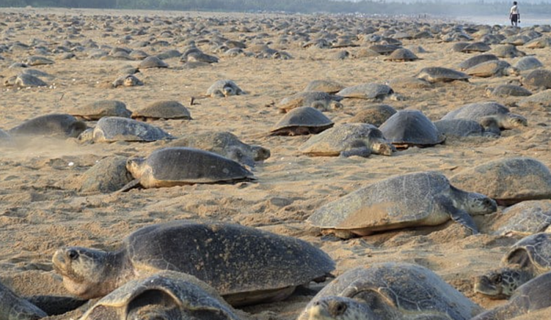 Tortugas invaden playas para anidar ante ausencia de turistas por coronavirus