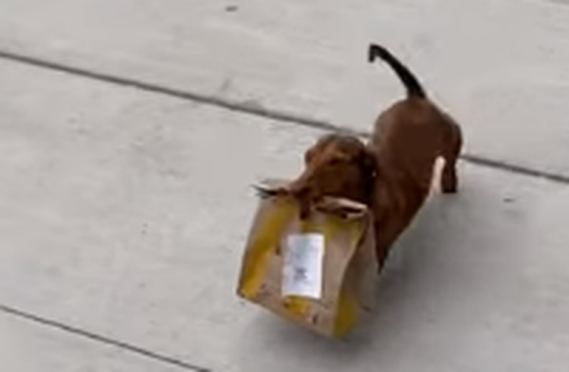 Perrito salchicha la hace de repartidor de comida durante la cuarentena y se hace viraly