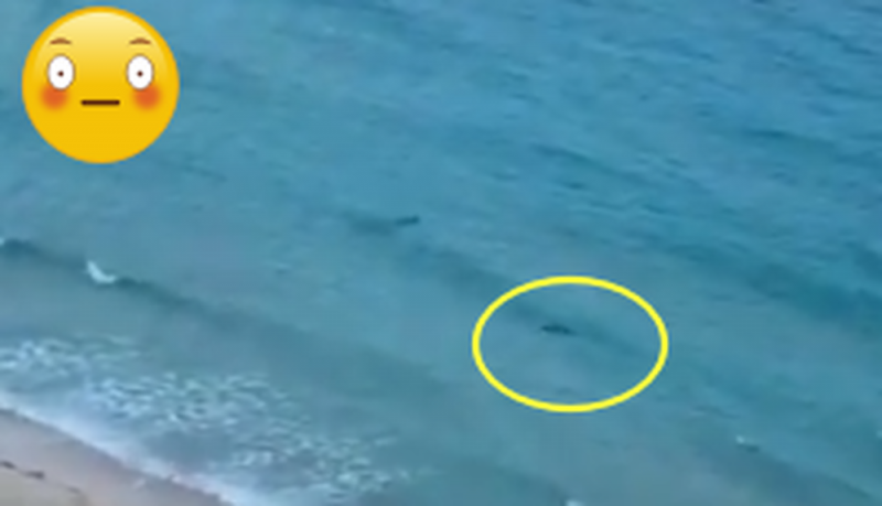 Bañistas salen huyendo; se metieron a nadar a la playa en plena cuarentena y ven a un tiburóny