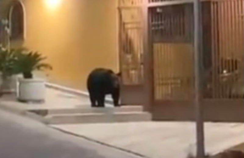 Enorme oso negro toma las calles de Monterrey ante ausencia de personas