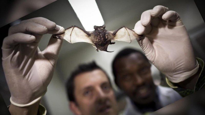 Descubren científicos seis nuevos tipos de coronavirus en murciélagos
