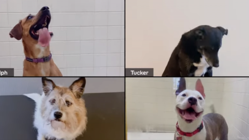 Perritos son PRESENTADOS en videollamada de Zoom para ser adoptados