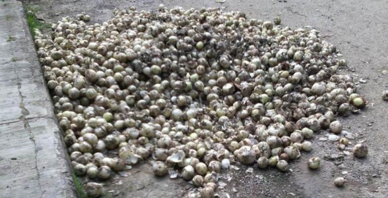 Campesinos prefieren TIRAR a la basura sus cebollas que venderlas a 1 peso el kilo