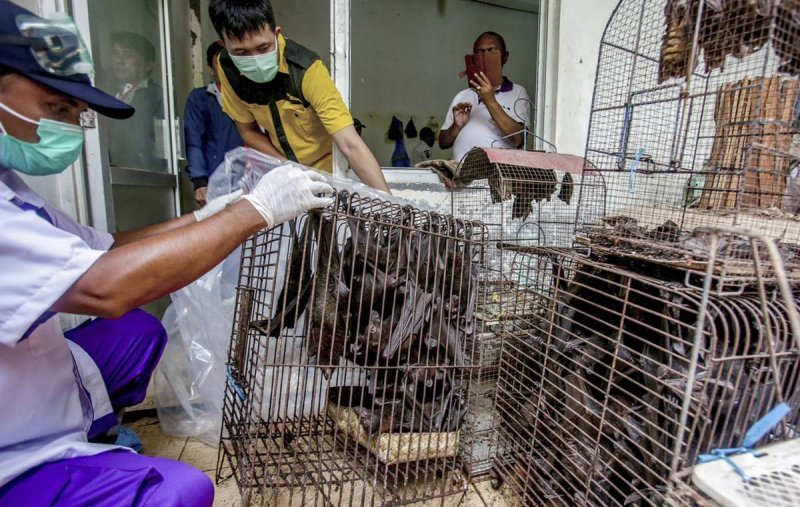Wuhan PROHÍBE el consumo de ANIMALES SALVAJES por 5 años