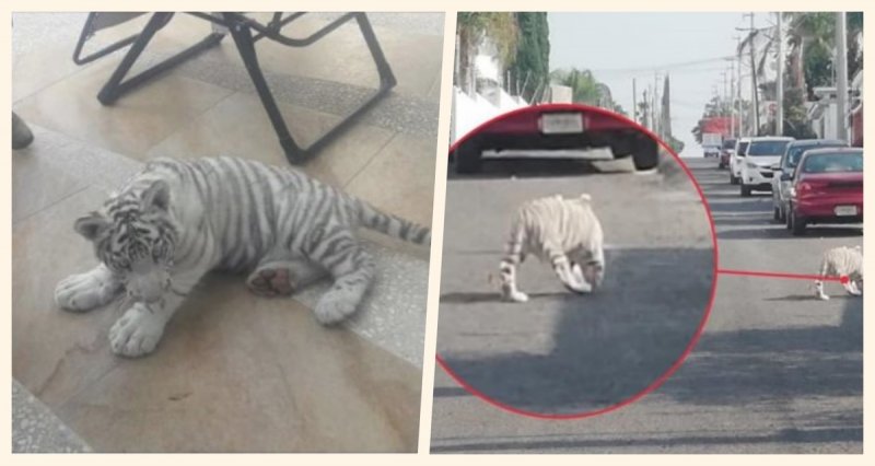 Autoridades CAPTURAN a tigrillo blanco que deambulaba por las CALLES en Querétaro