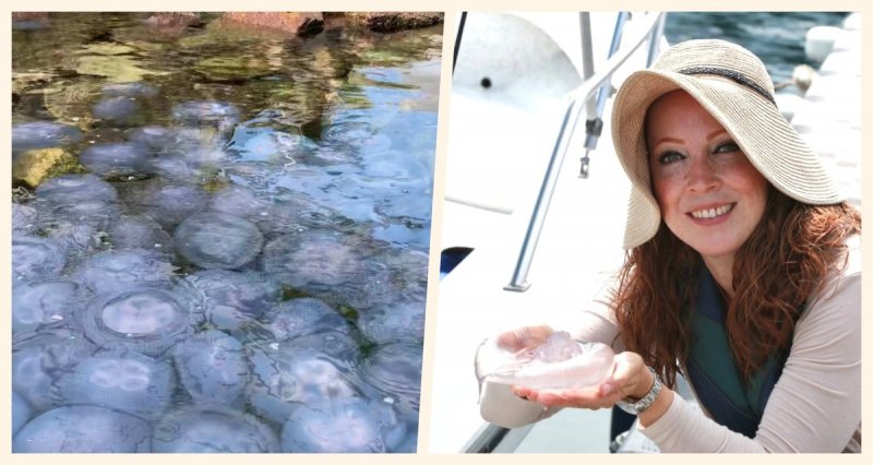 Manzanillo vive espectacular invasión de miles de MEDUSAS no tóxicas en sus costas