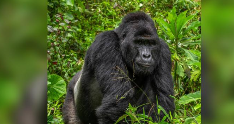 Cazadores FURTIVOS matan a RAFIKI, el gorila de montaña más FAMOSO de Uganda