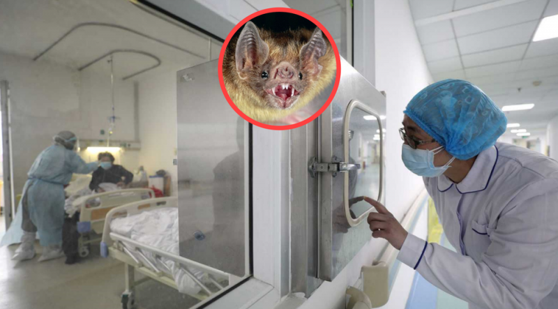 La OMS alerta al mundo por NIPAH, virus más letal que el Coronavirus y el Ébola