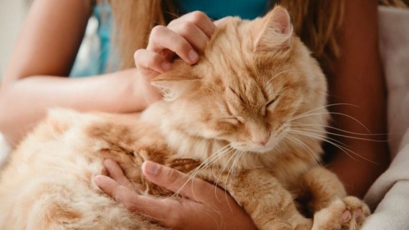 ALERTA en Italia por gato que murió por Lyssavirus, patógeno transmitido por MURCIÉLAGOS