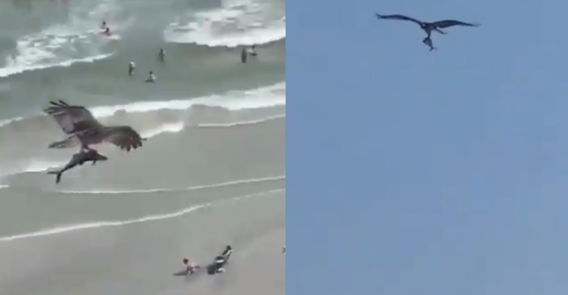 Águila pescadora captura TIBURÓN y lo pasea por los cielos antes de comérselo (VIDEO)