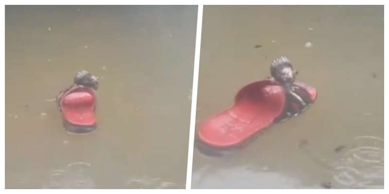 Como ´Jack y Rose´, RATA se aferra a sandalia para no ahogarse (VIDEO)