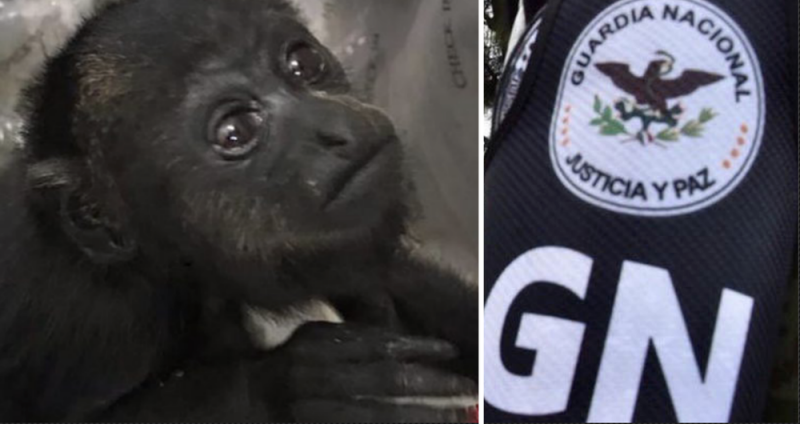 Guardia Nacional RESCATA a crías de mono aullador en Bacalar; iban en una MALETA 