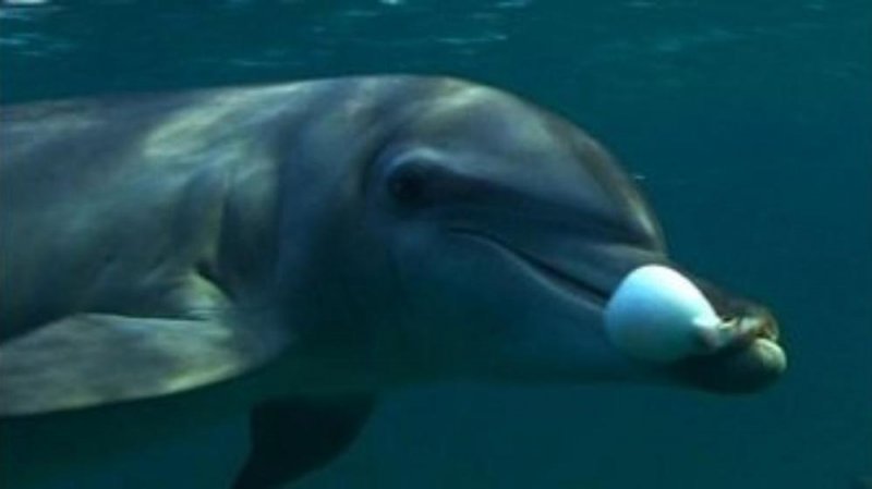 Cámara oculta descubre a DELFINES drogándose con TOXINAS de PECES GLOBO