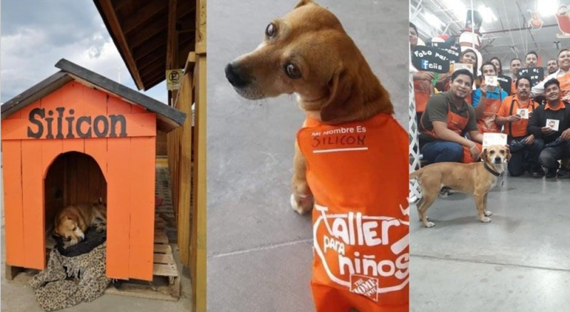 Home Depot adopta a lomito de la calle, le pone “Silicón” y lo hace mascota de su tienda