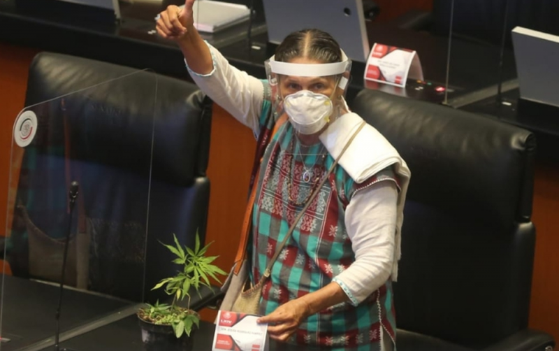 Lleva Jesusa Rodríguez planta de MARIHUANA al senado para impulsar su REGULARIZACIÓN 