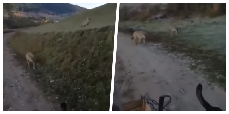 Captan MOMENTO en que hombre y su perro son ACECHADOS por dos LOBOS (VIDEO)