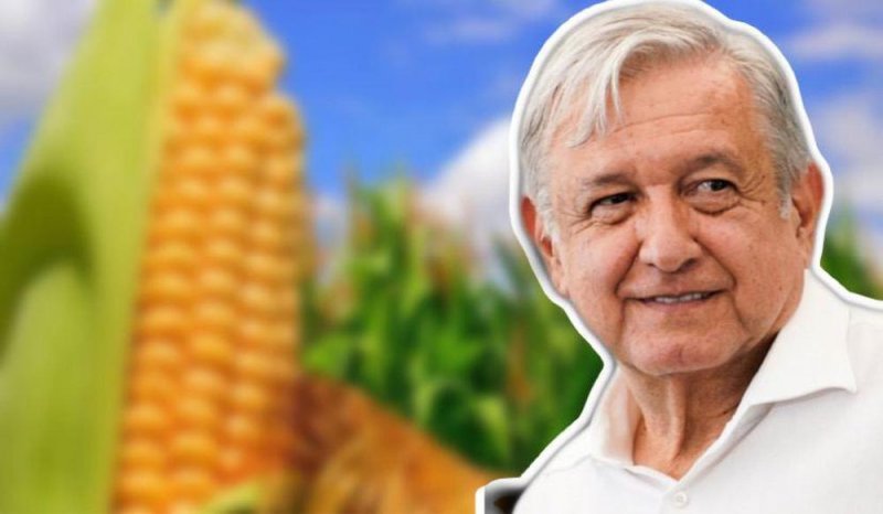 #IMPORTANTE| AMLO prohibirá el maíz transgénico y la eliminación GRADUAL de Glifosato