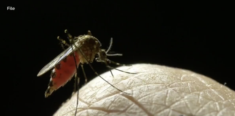 Autoridades ADVIERTEN por mortal y rara enfermedad transmitida por mosquitos 