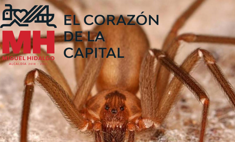 Plaga de arañas violinistas alerta a VECINOS de la Miguel Hidalgoy