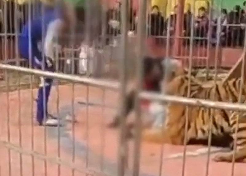 Tigre de circo ATACA y muerde a domador durante espectáculo (VIDEO FUERTE)