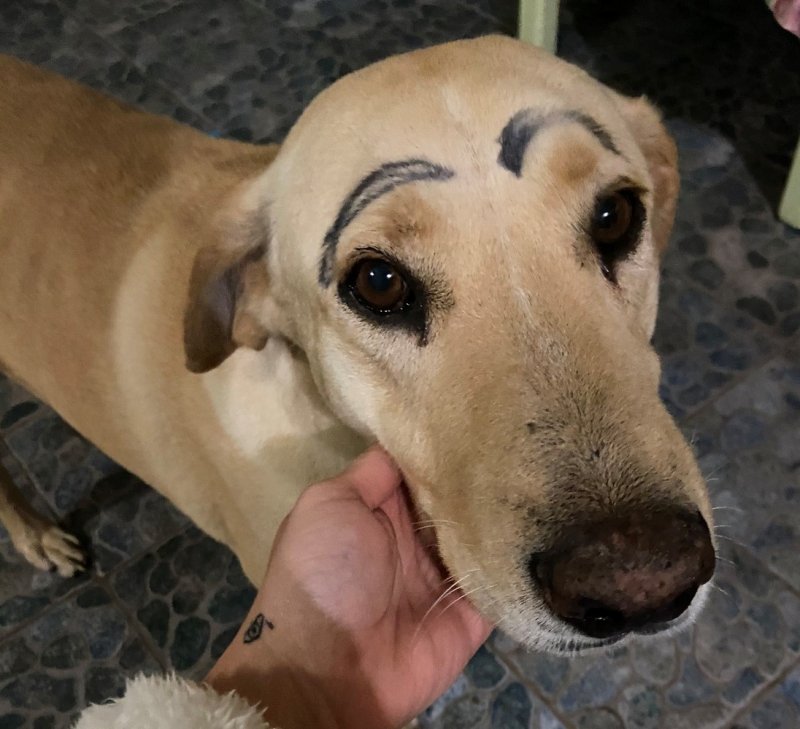 Indigna las redes caso de perrito que salió de casa y regresó con las cejas pintadas