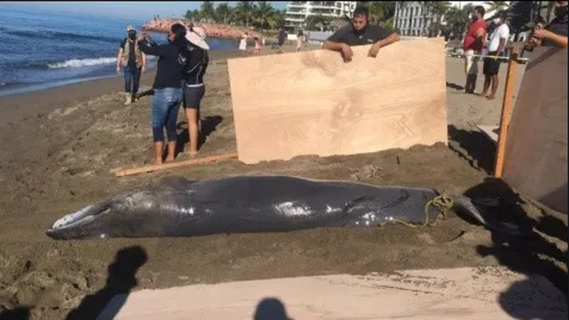 PROFEPA encuentra dos ballenas jorobadas sin vida en la costa de Puerto Vallarta