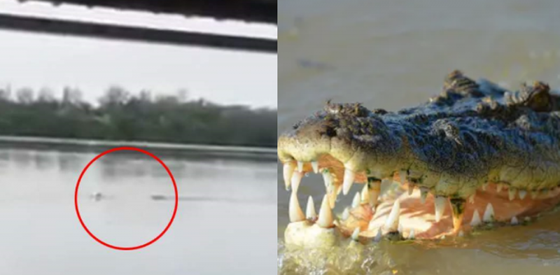 VIDEO FUERTE: Enorme cocodrilo se devora a un hombre en Laguna de Tampico