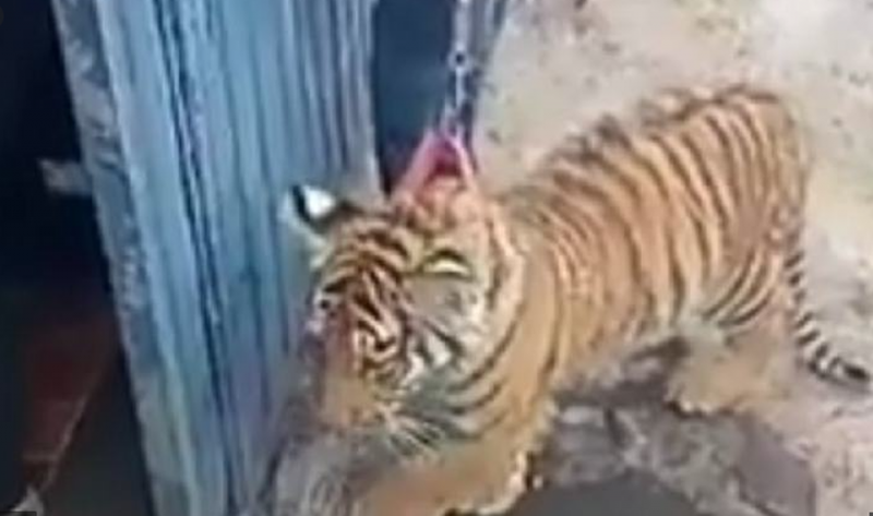 Vecinos de Puebla se sorprenden al ver que un sujeto sacaba a pasear un tigre por las calles (VIDEO)