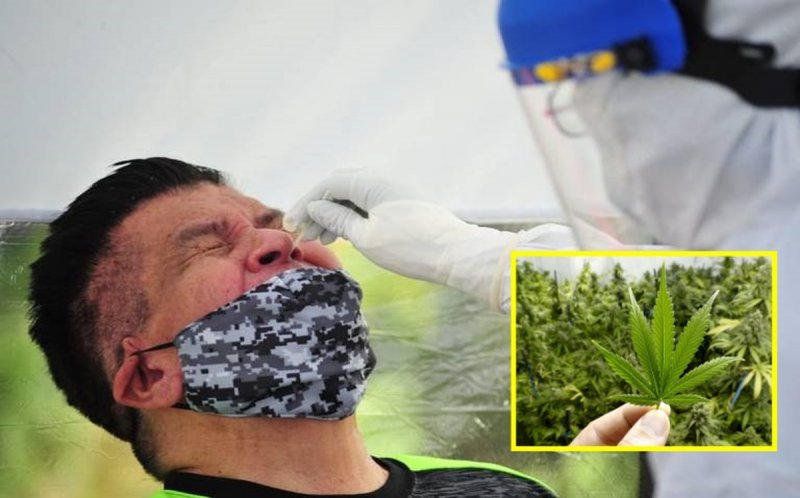 Estudio revela que extractos de cannabis reduce posibilidad de contagio por Covid-19