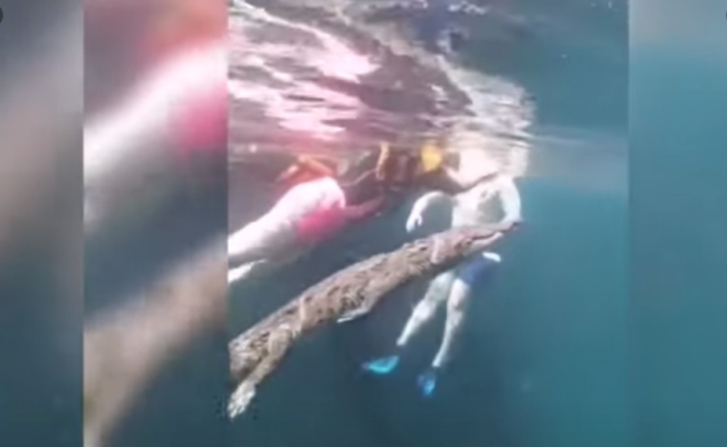 Video Fuerte: Aparece cocodrilo en cenote de Tulum y casi se devora a turistas